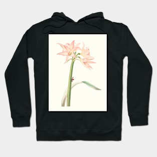 Netted-veined amaryllis - Hippeastrum reticulatum - botanical illustration Hoodie